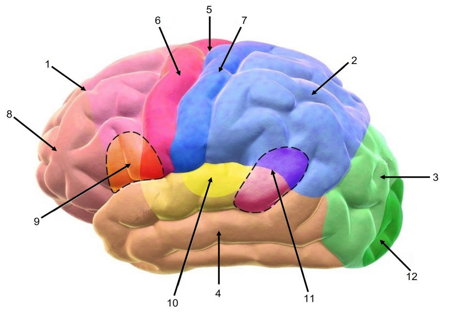 cerebrum