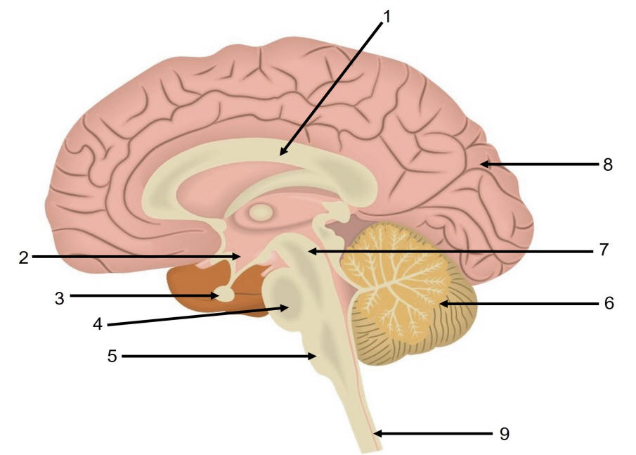 encephalon mediansnit